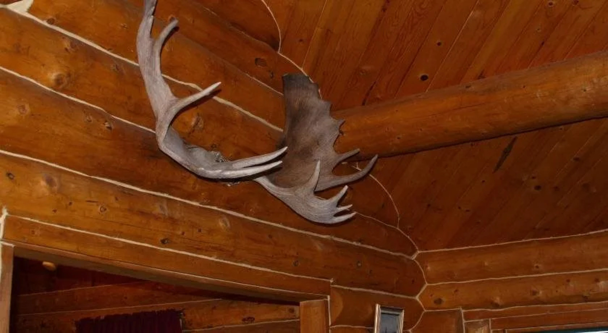 Moose Cabin