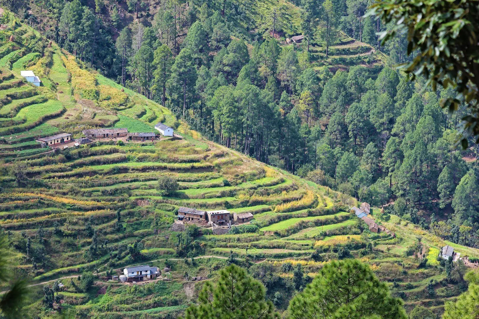 Whispering Pines Himalayan Retreat