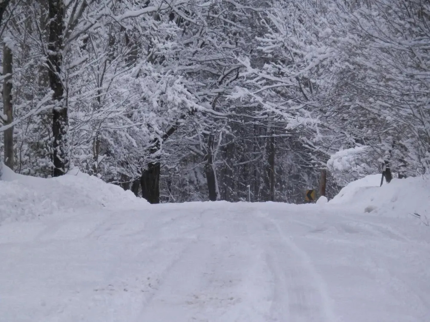 The Maples at Warner