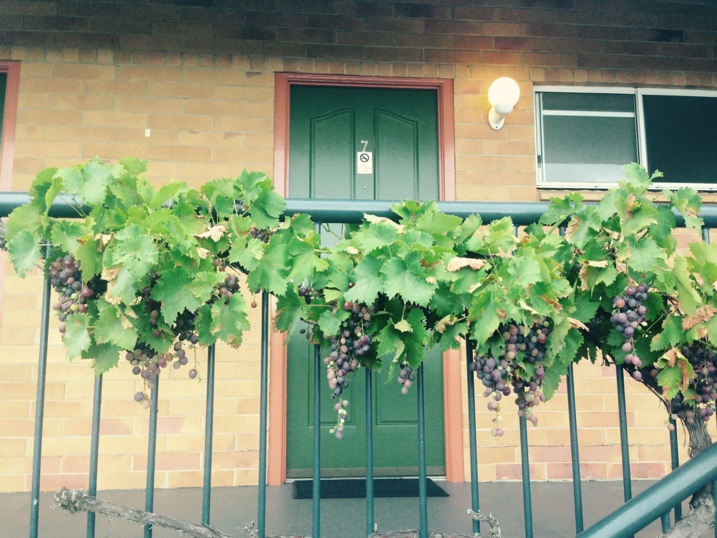 The Vines Motel and Cottages