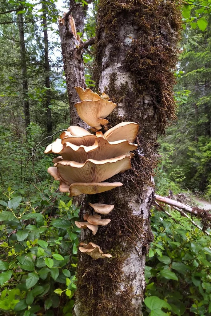 The Cabin at Moon Dance