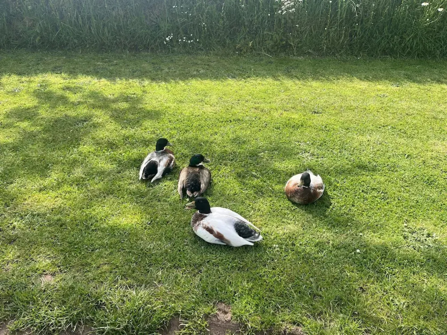 War Horse Valley Orchard View