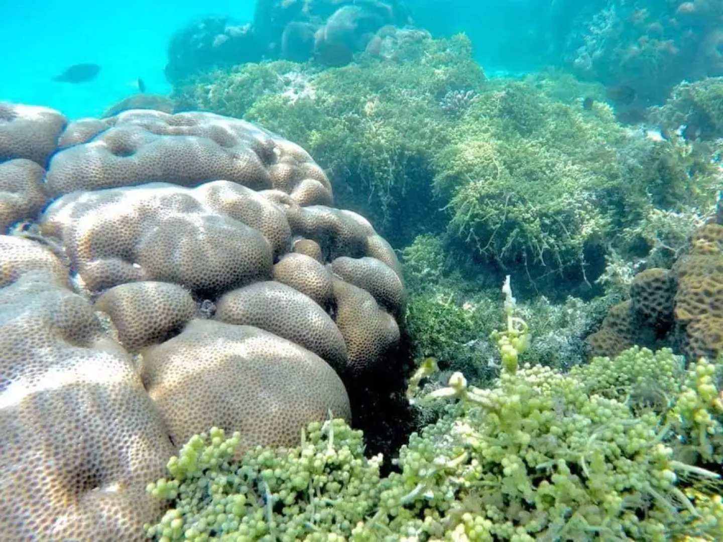 White Lagoon Fehendhoo