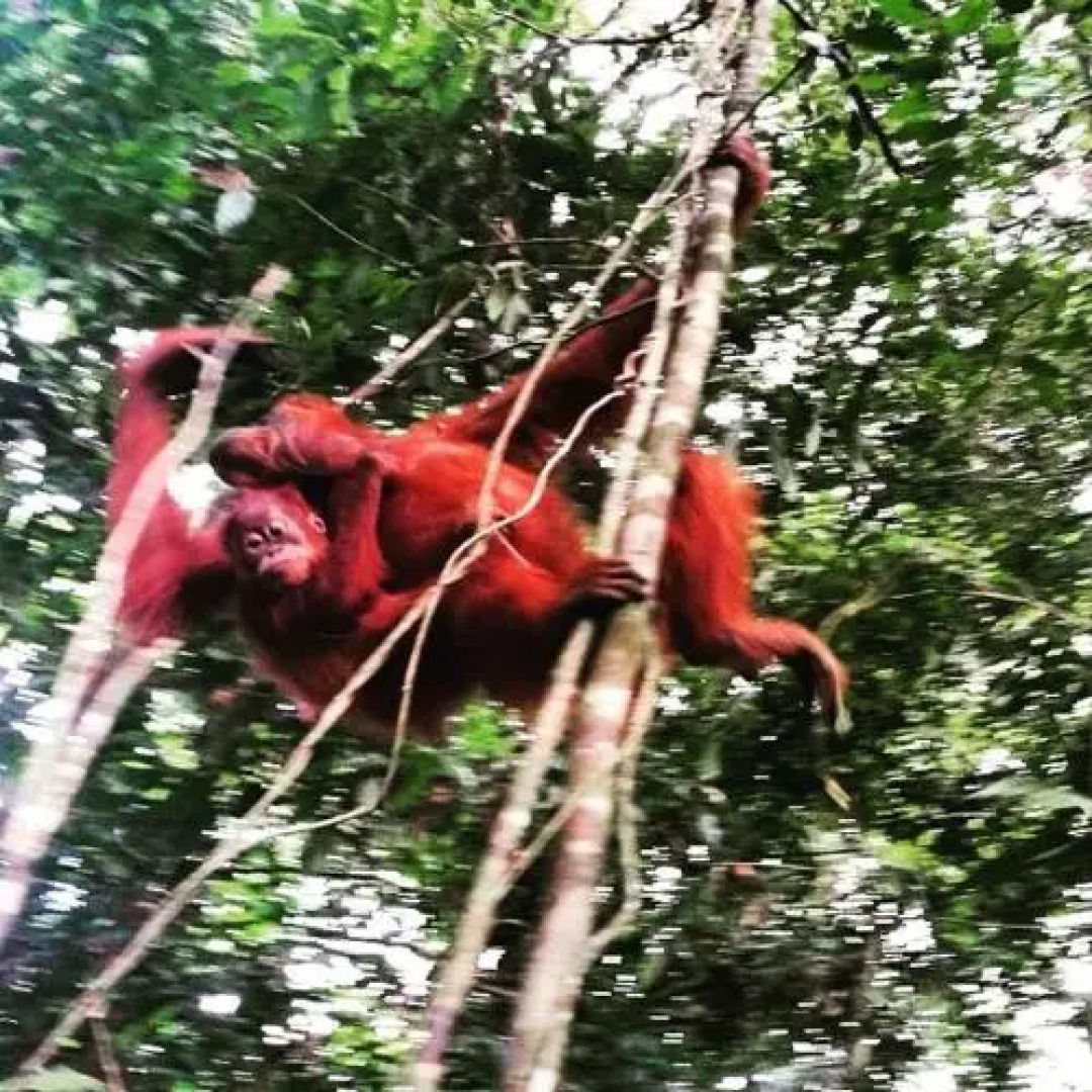 Bukit Menday Guest House