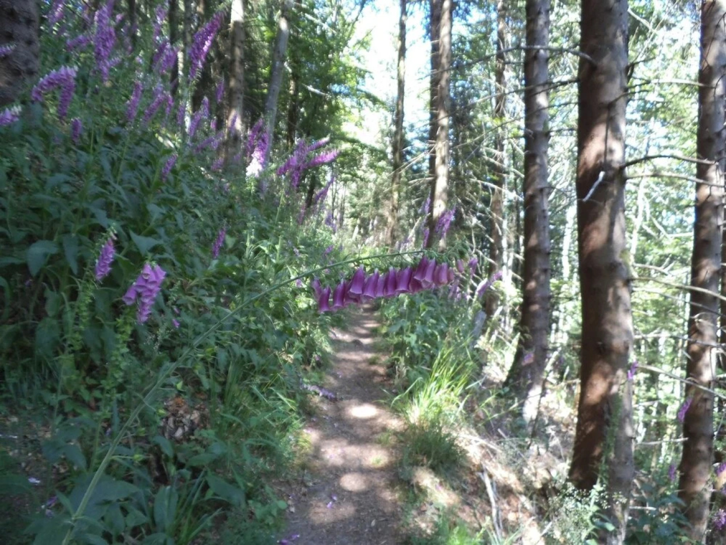 Gite With 3 Rooms in Le Bonhomme, With Wonderful Mountain View, Furnis