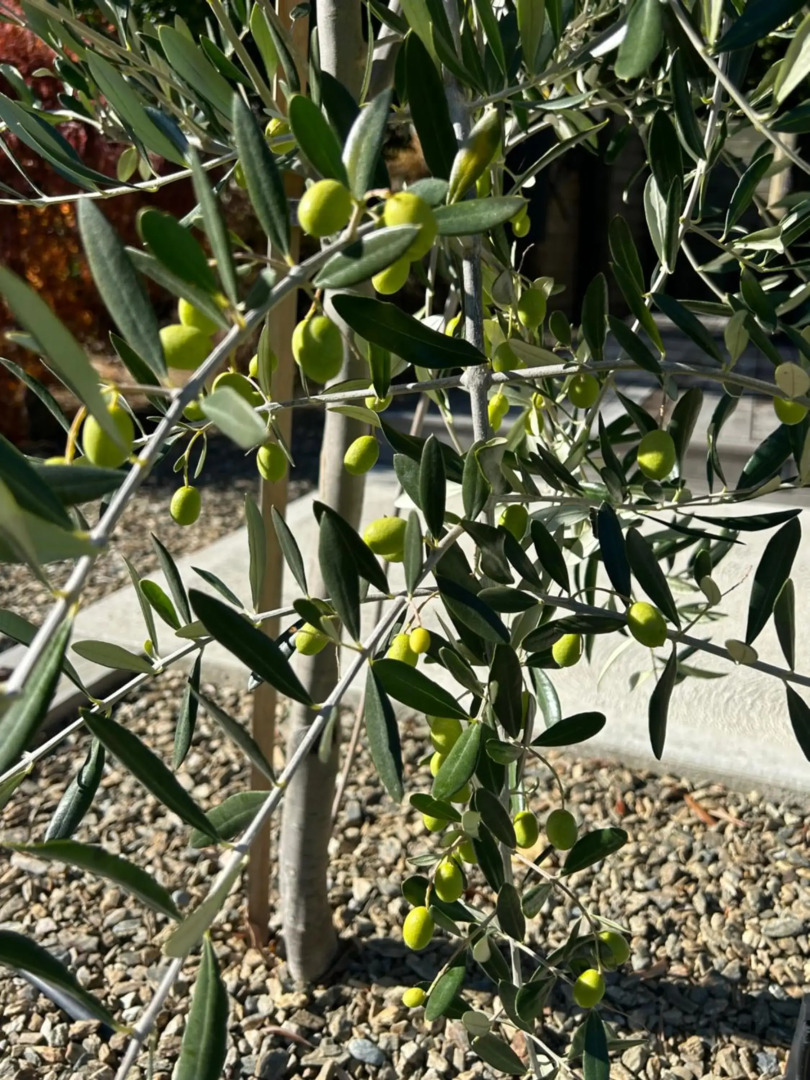 The Prospector on Miners