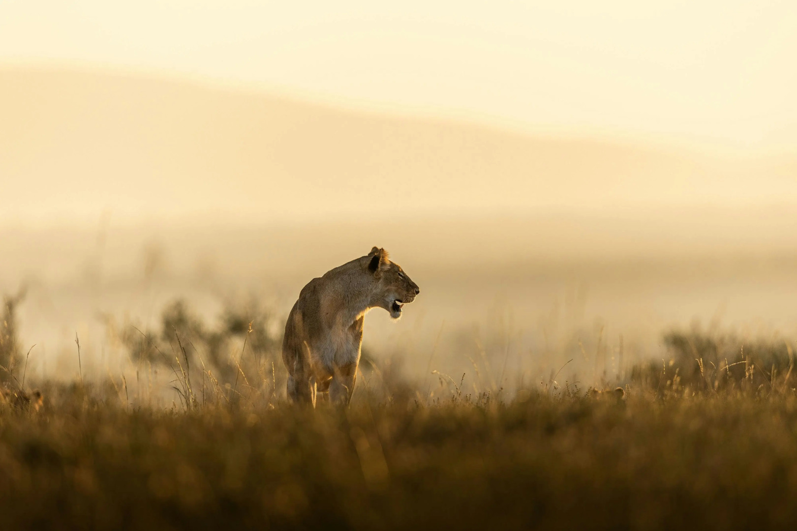 The Ritz-Carlton, Masai Mara Safari Camp
