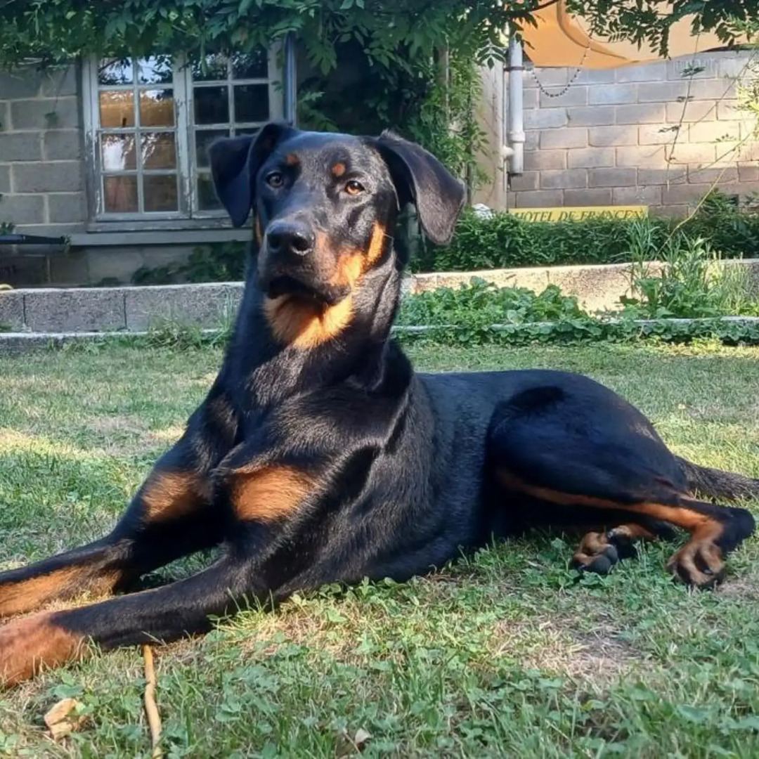 Hôtel De France Restaurant Grill - Domfront