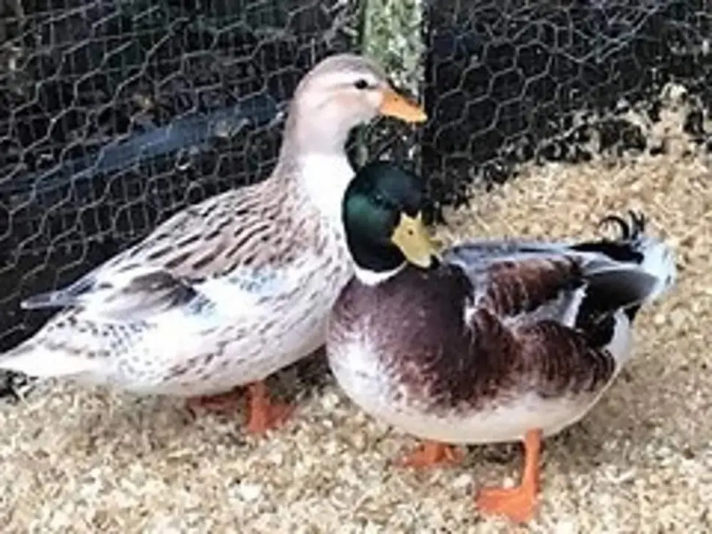 Impeccable 2-bed Cottage in Wisbech