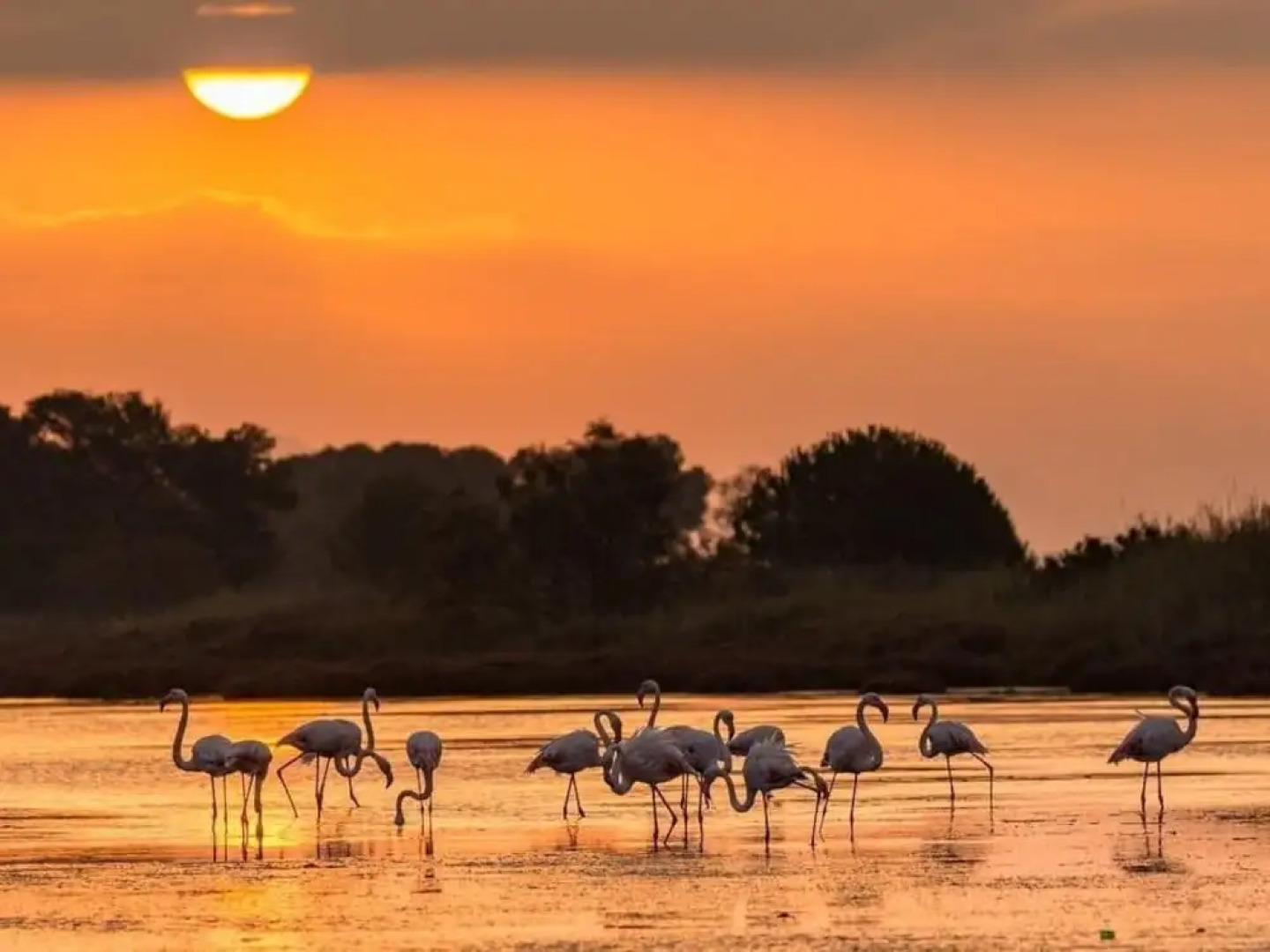 La Cigale Varoise - Carqueiranne