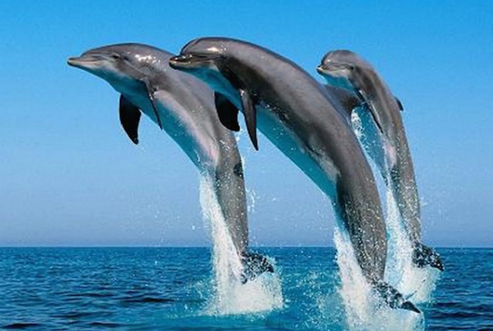 Rok Plaza - Only Adults