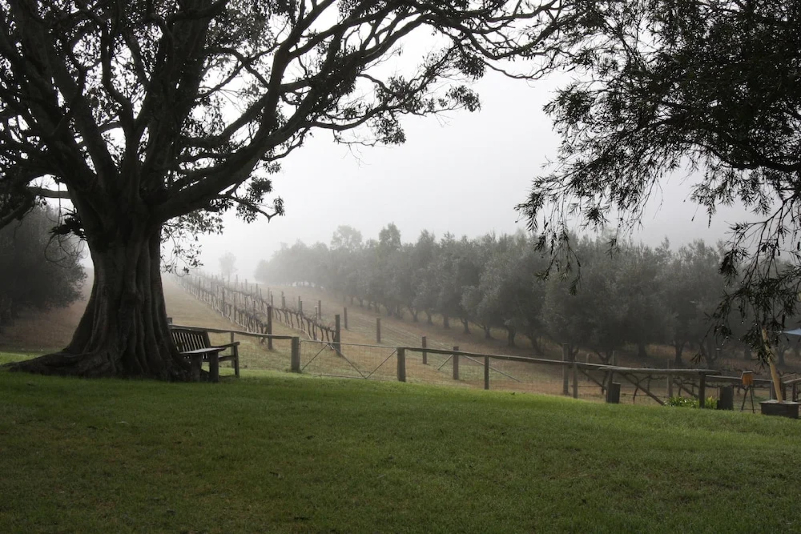 Bunnyconnellen Olive Grove And Vineyard