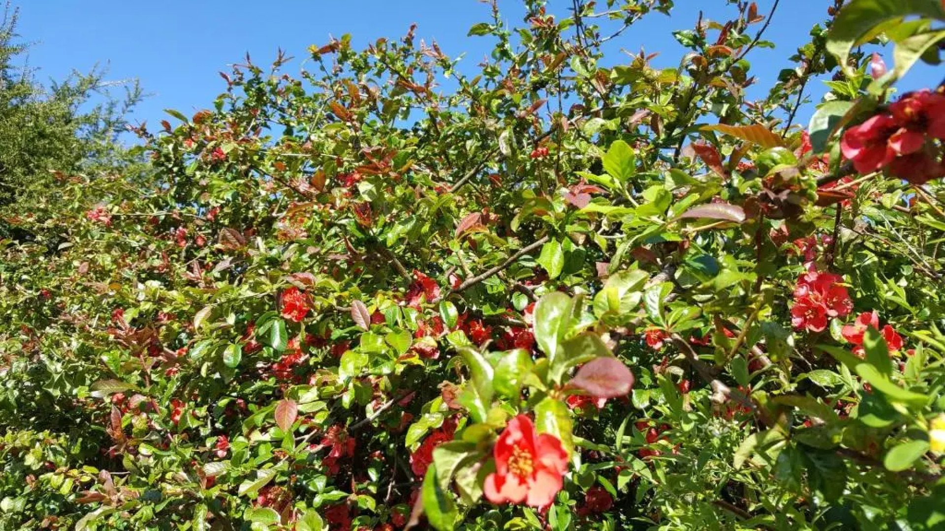 Elmbank Garden Apartment