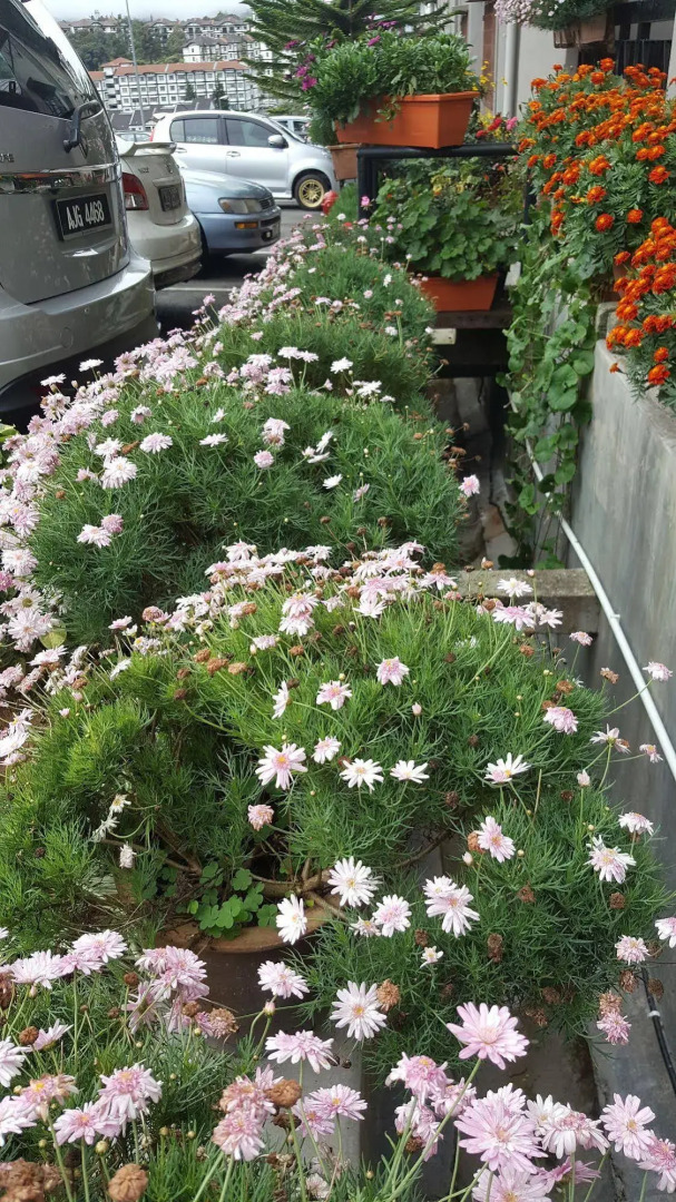 KPW at Royal Lily Apartment