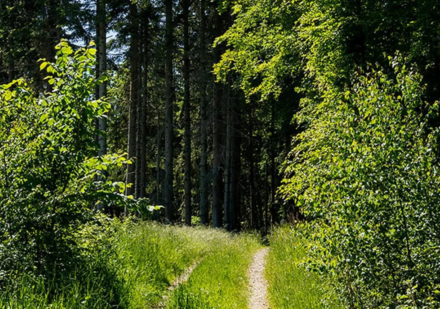 Svenskebakken Bed & Breakfast