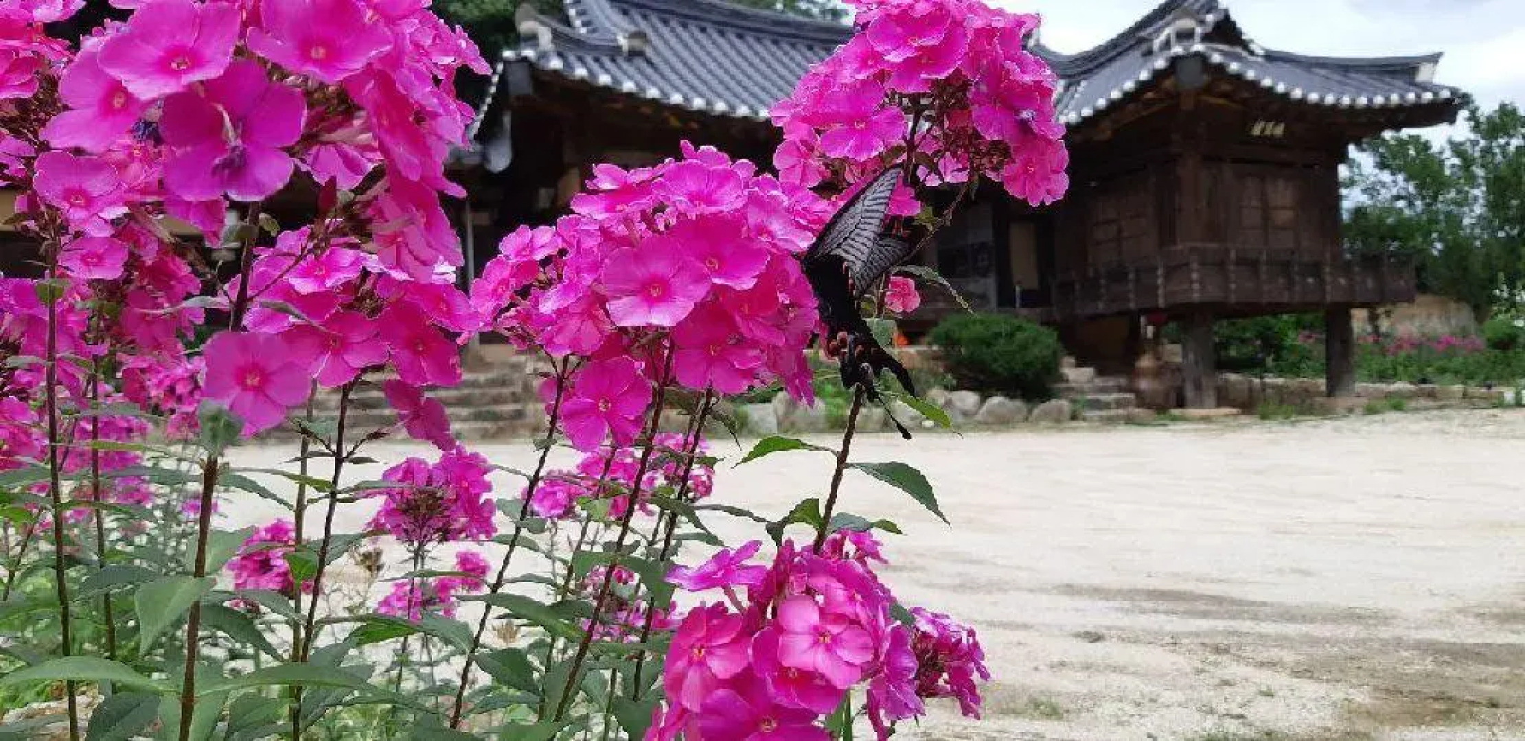 Bonghwa manhoi gotek