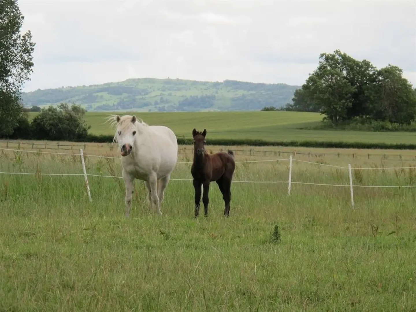 Bluebell Farm