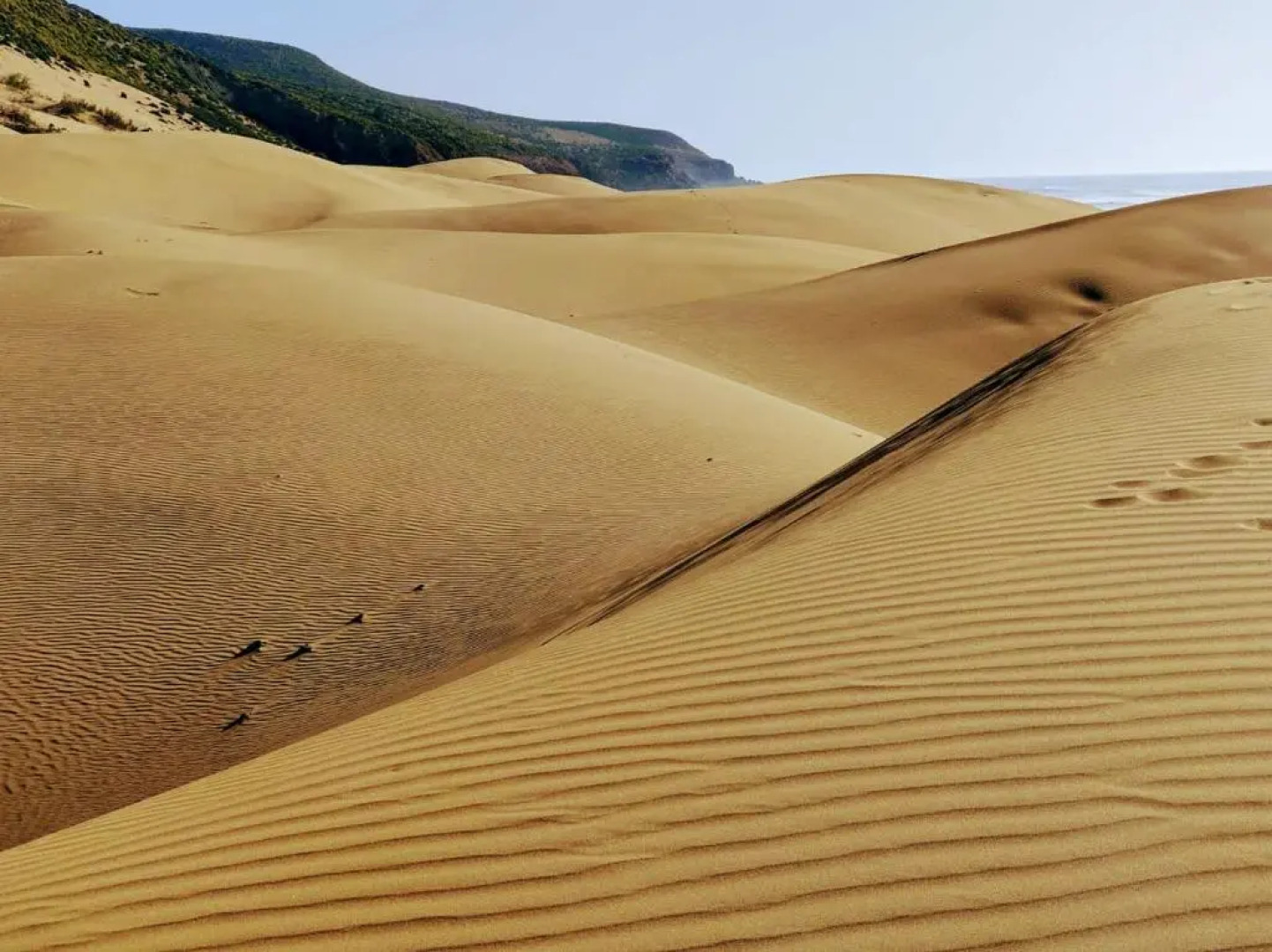 Petit Jardin Surf House