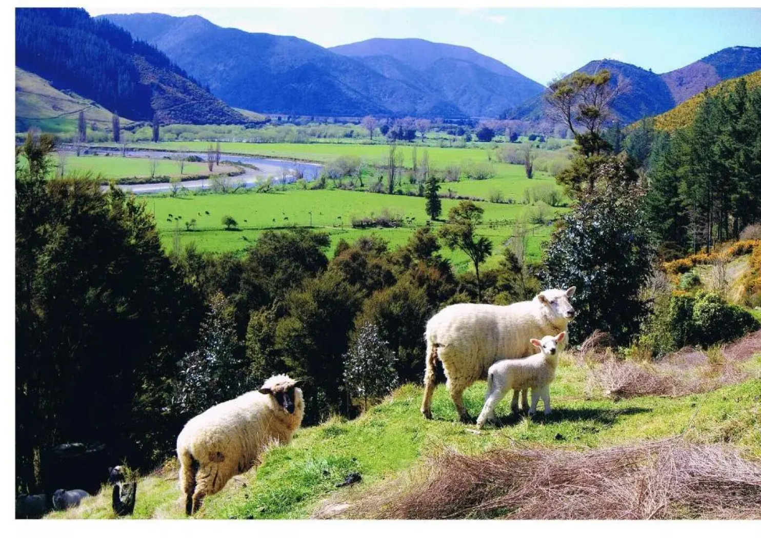 Pelorus Heights