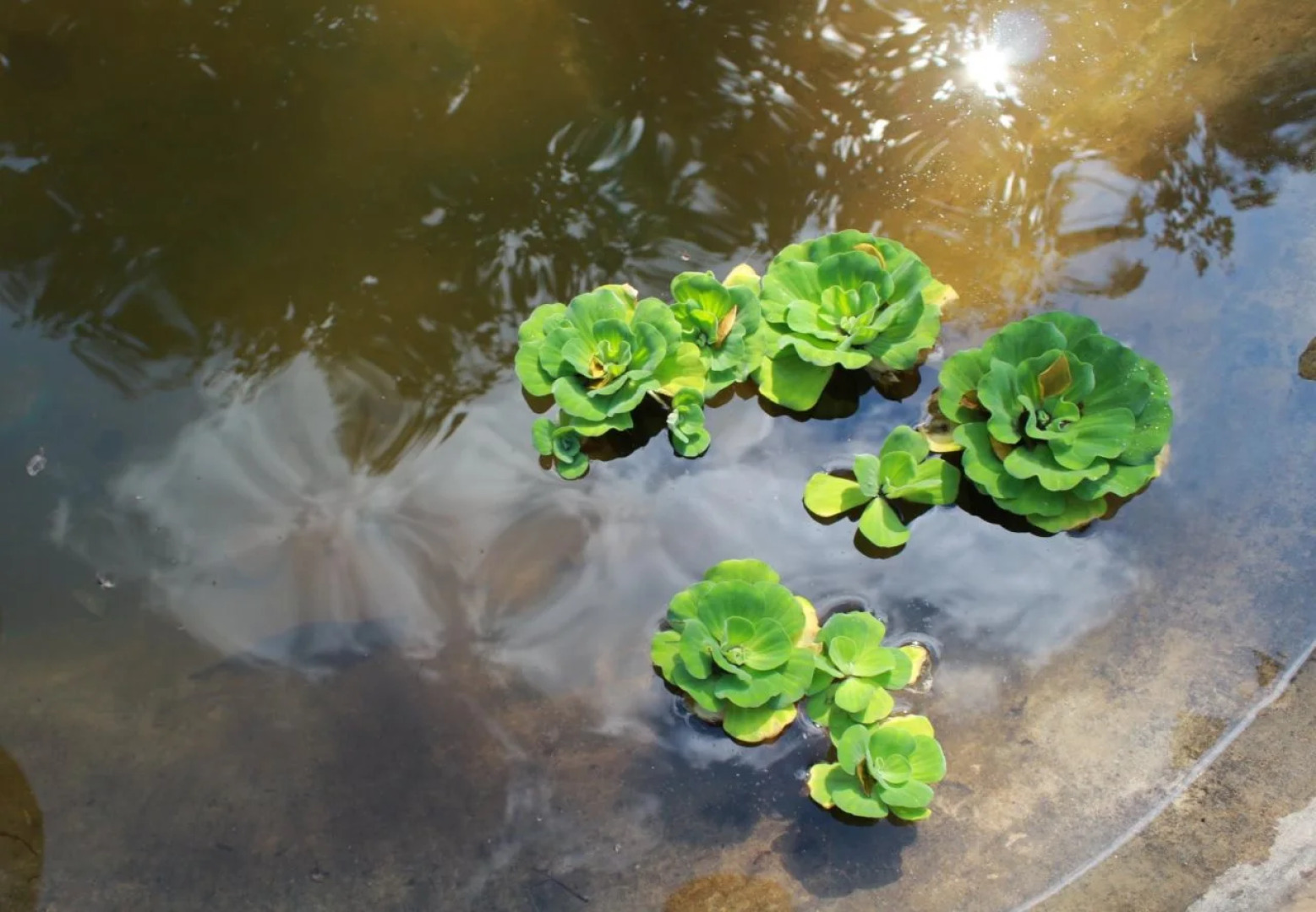 Bann Saiyok Homestays