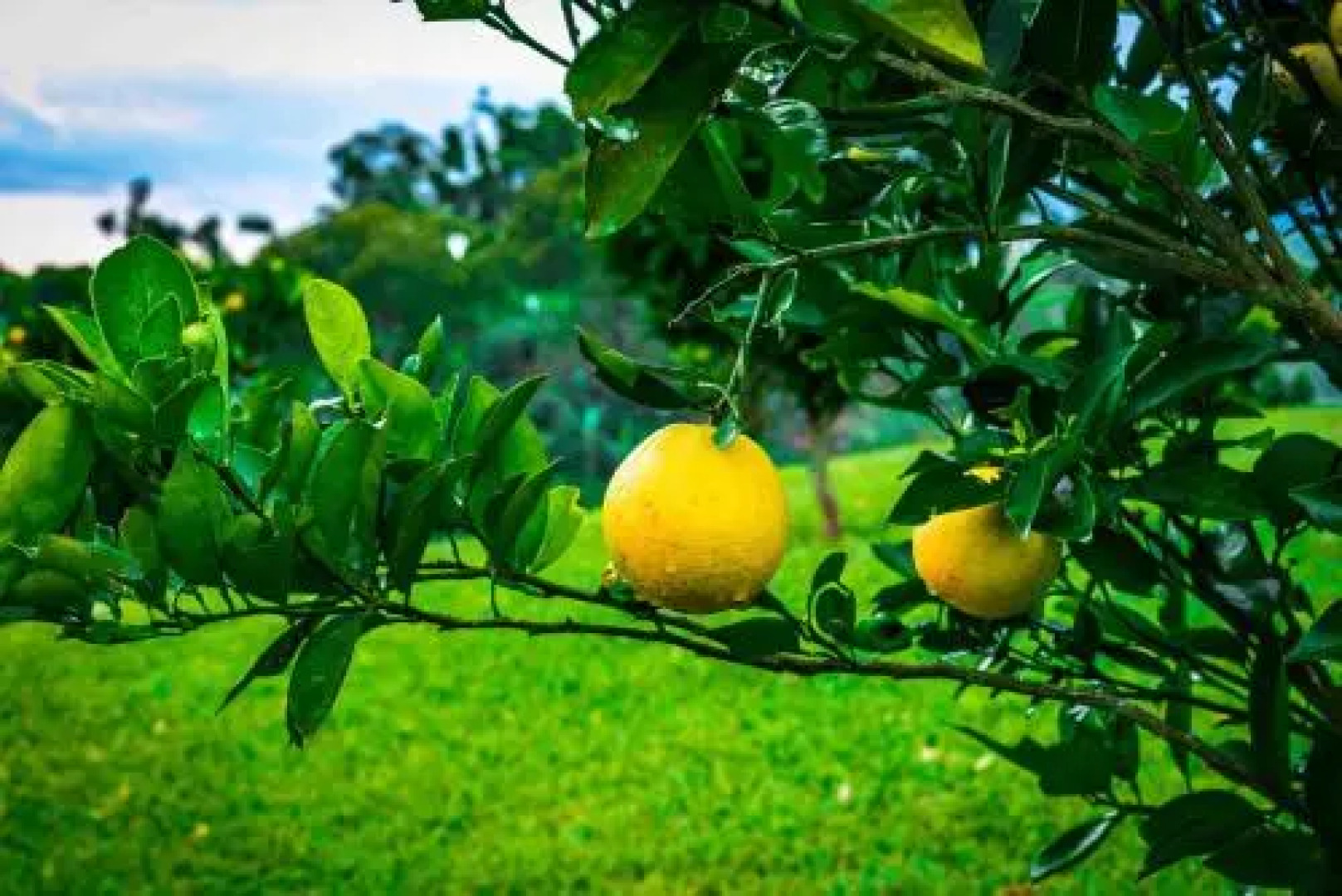 Hotel Estrella Del Monte