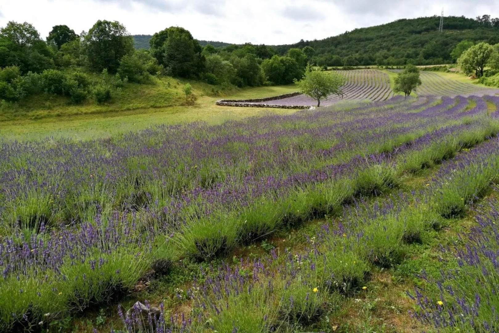 Countryside House Gal