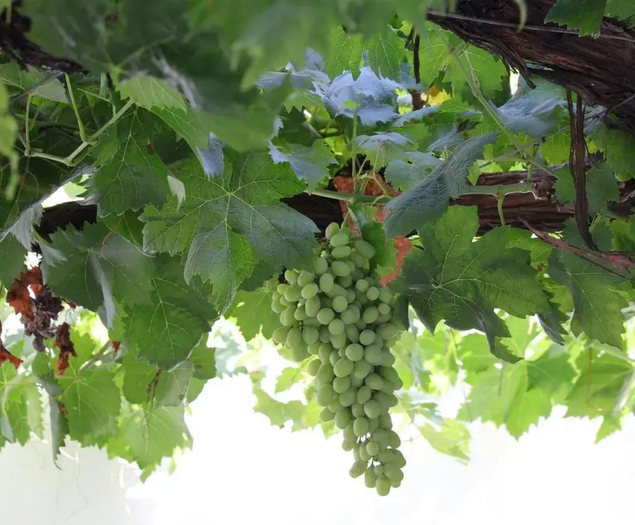 Hotel Bodega Tío Pepe