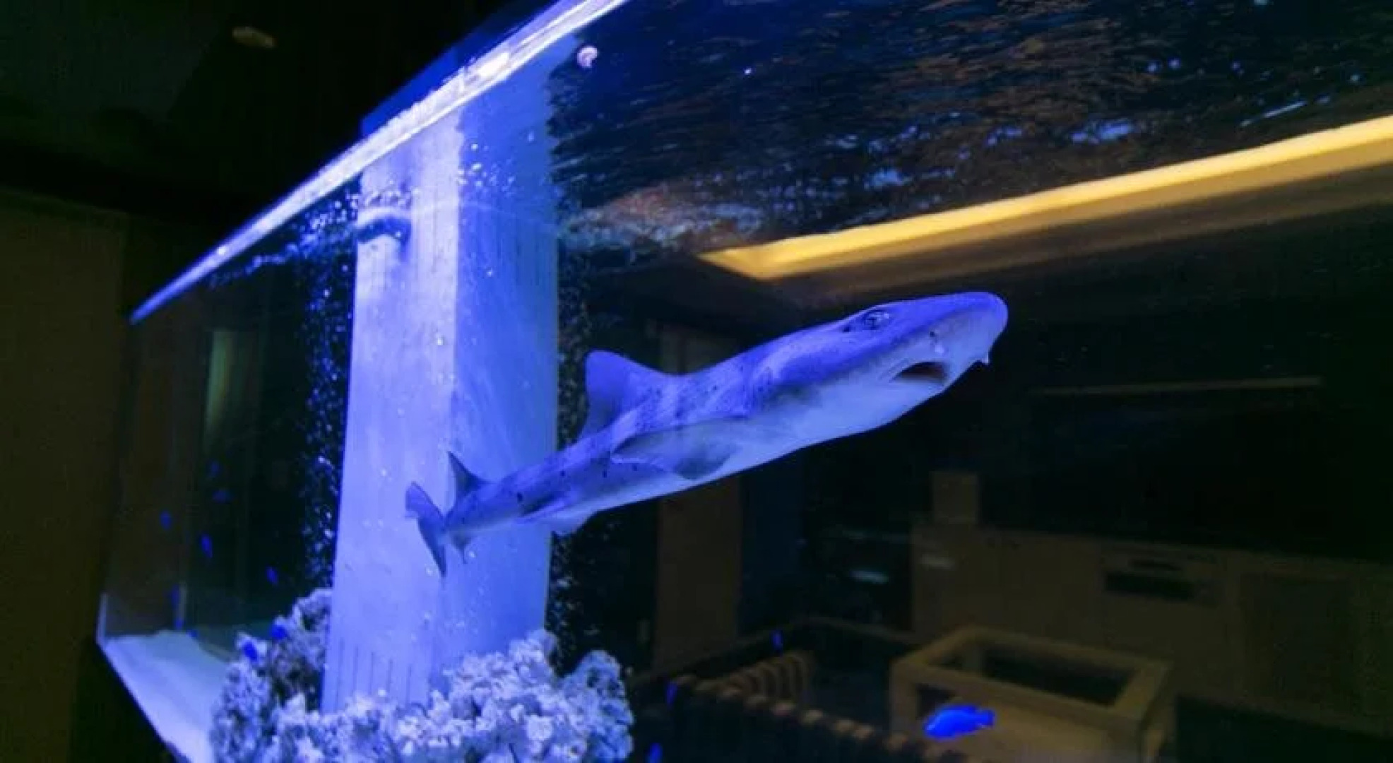 Hotel Lotus Toyonaka (Adult Only)