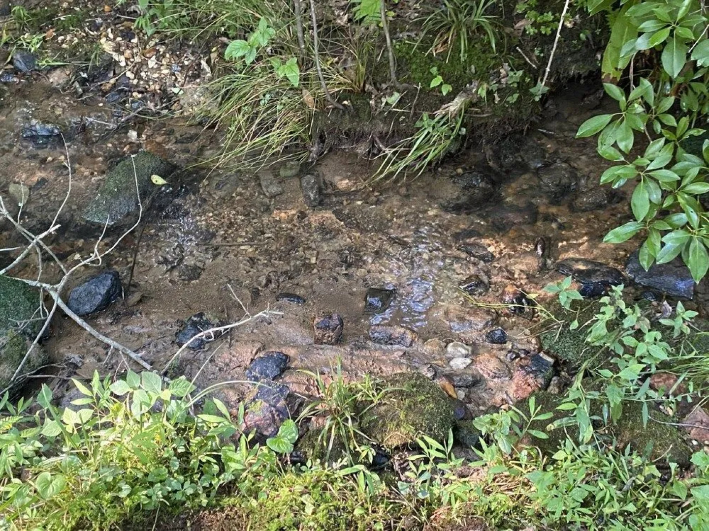 Serenity Creek - Pet Friendly