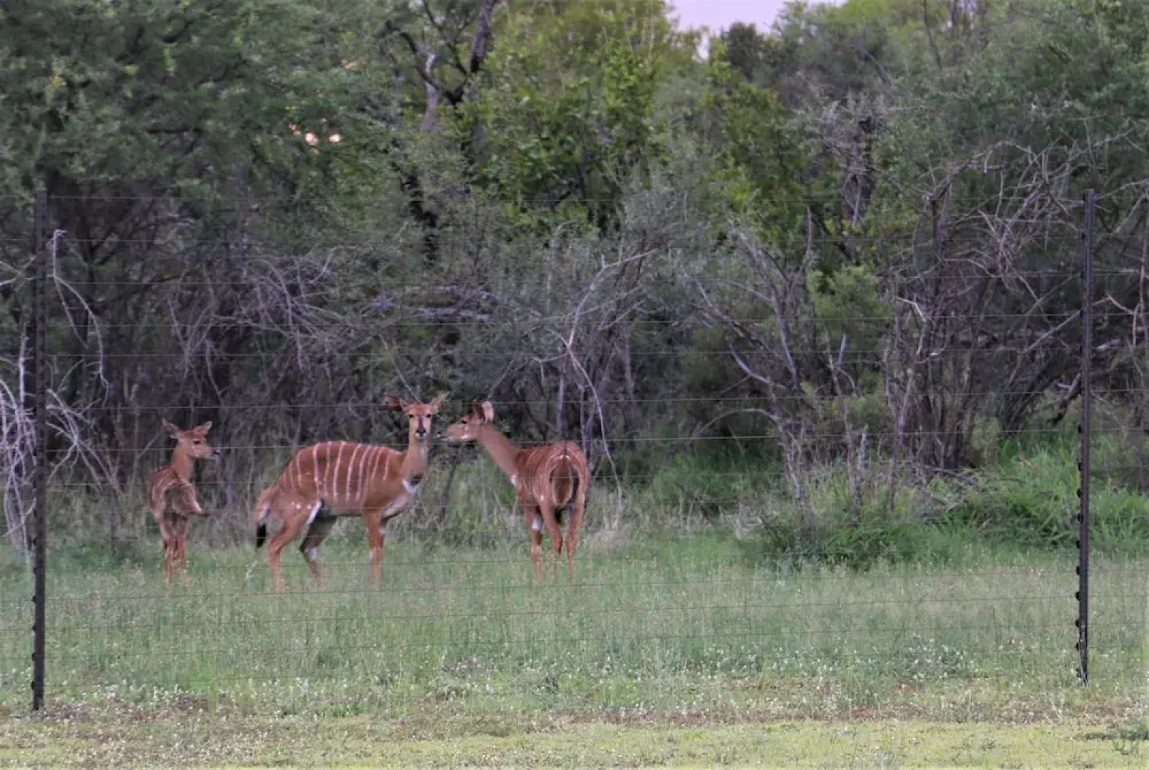 Thorn Tree Bush Camp