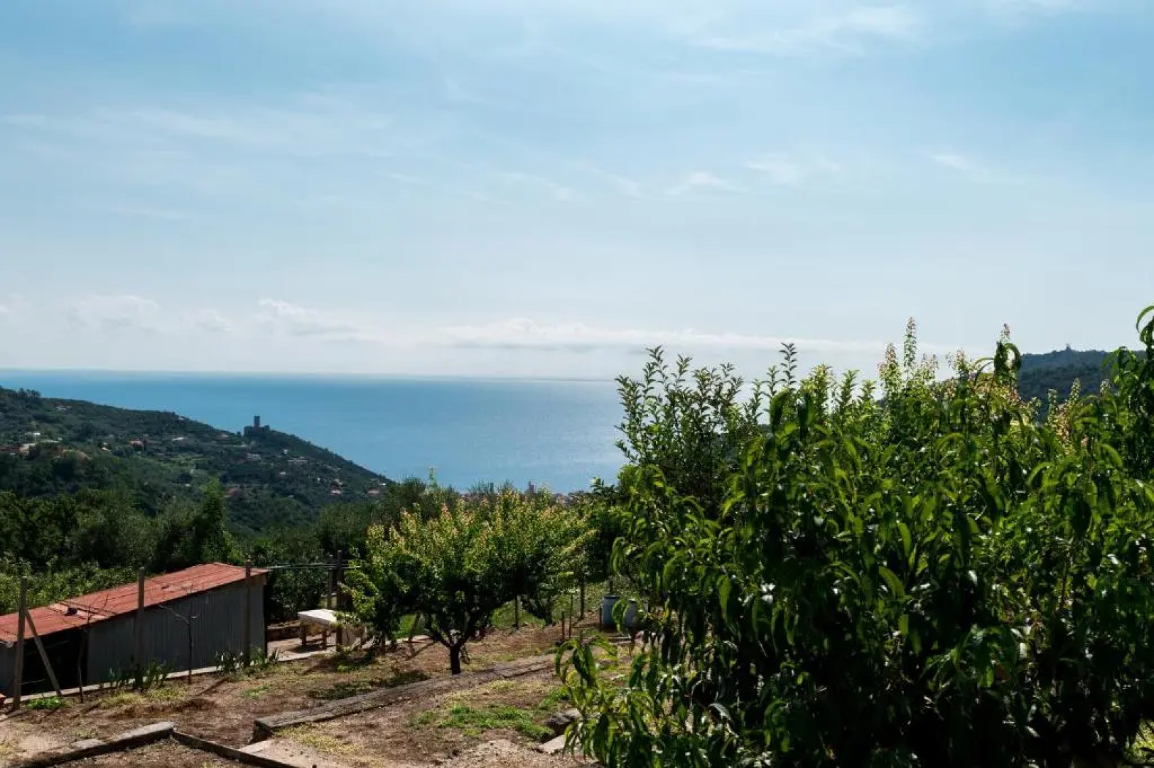 Rosamimama Citra Oo9042-Lt-0250