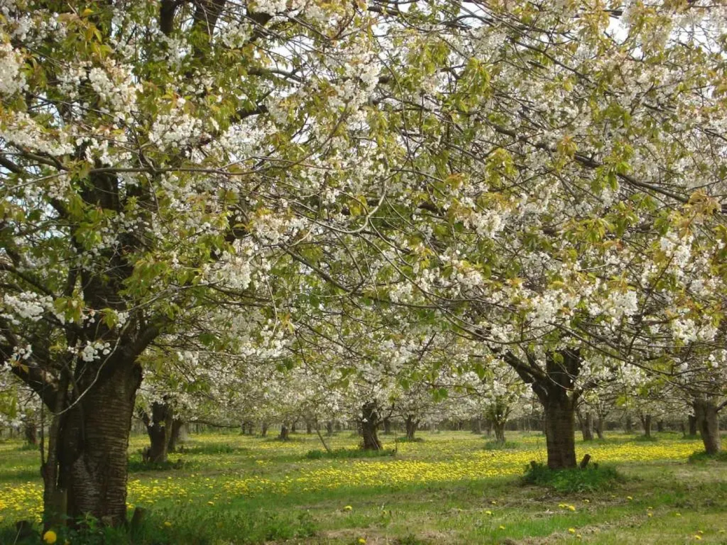 Vakantiewoning Seaewald