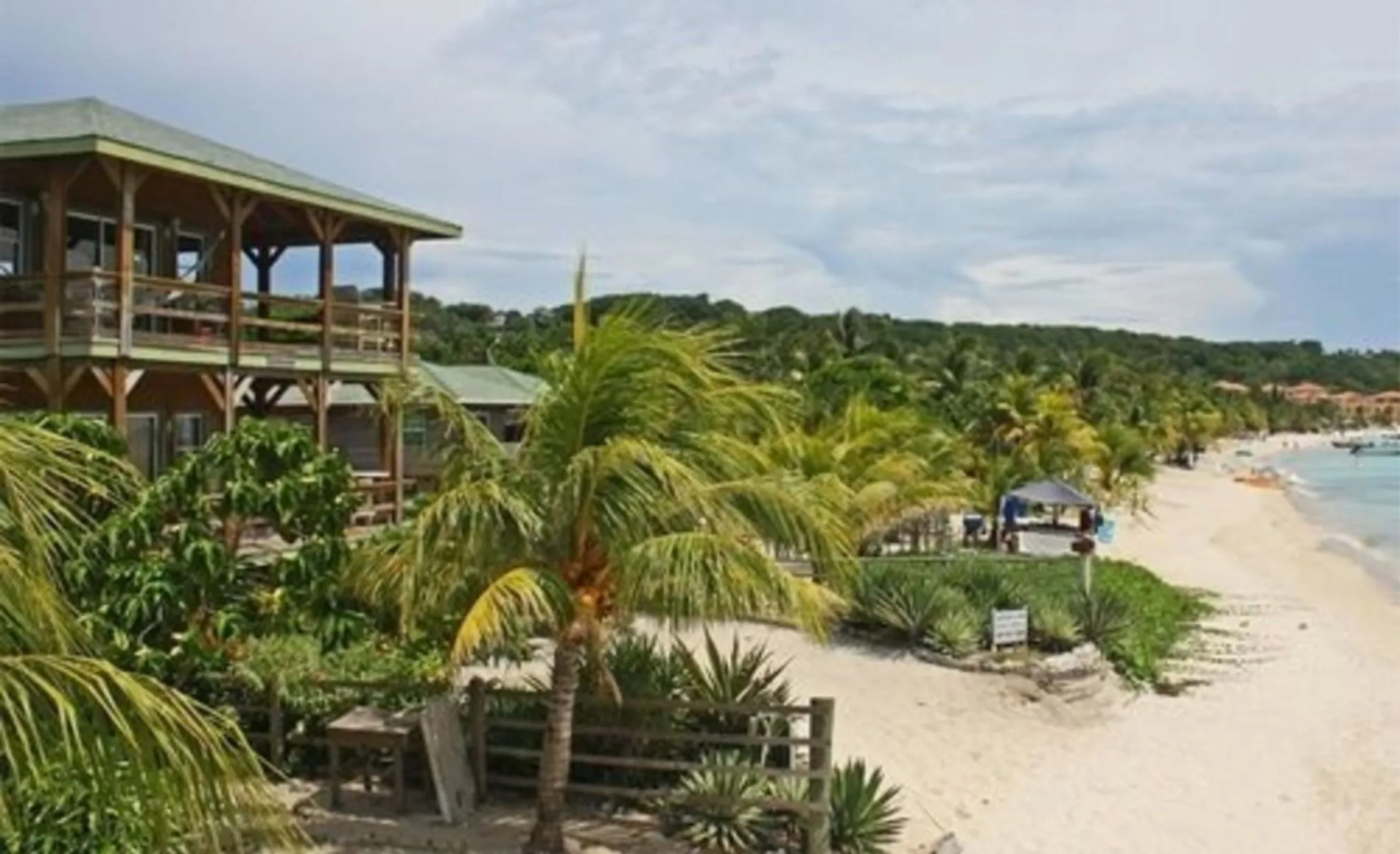 Coconut Tree West Bay