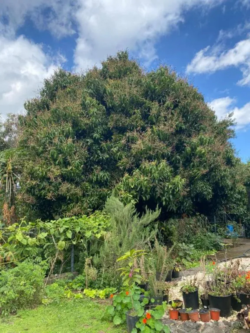 Bungalow Le Corossol