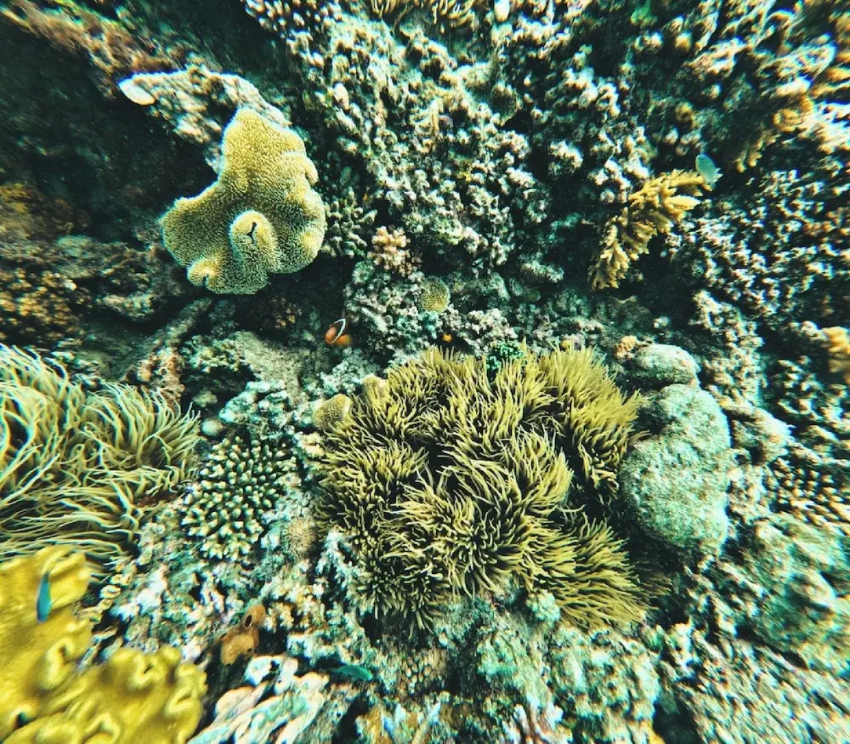 Coralview Island Resort