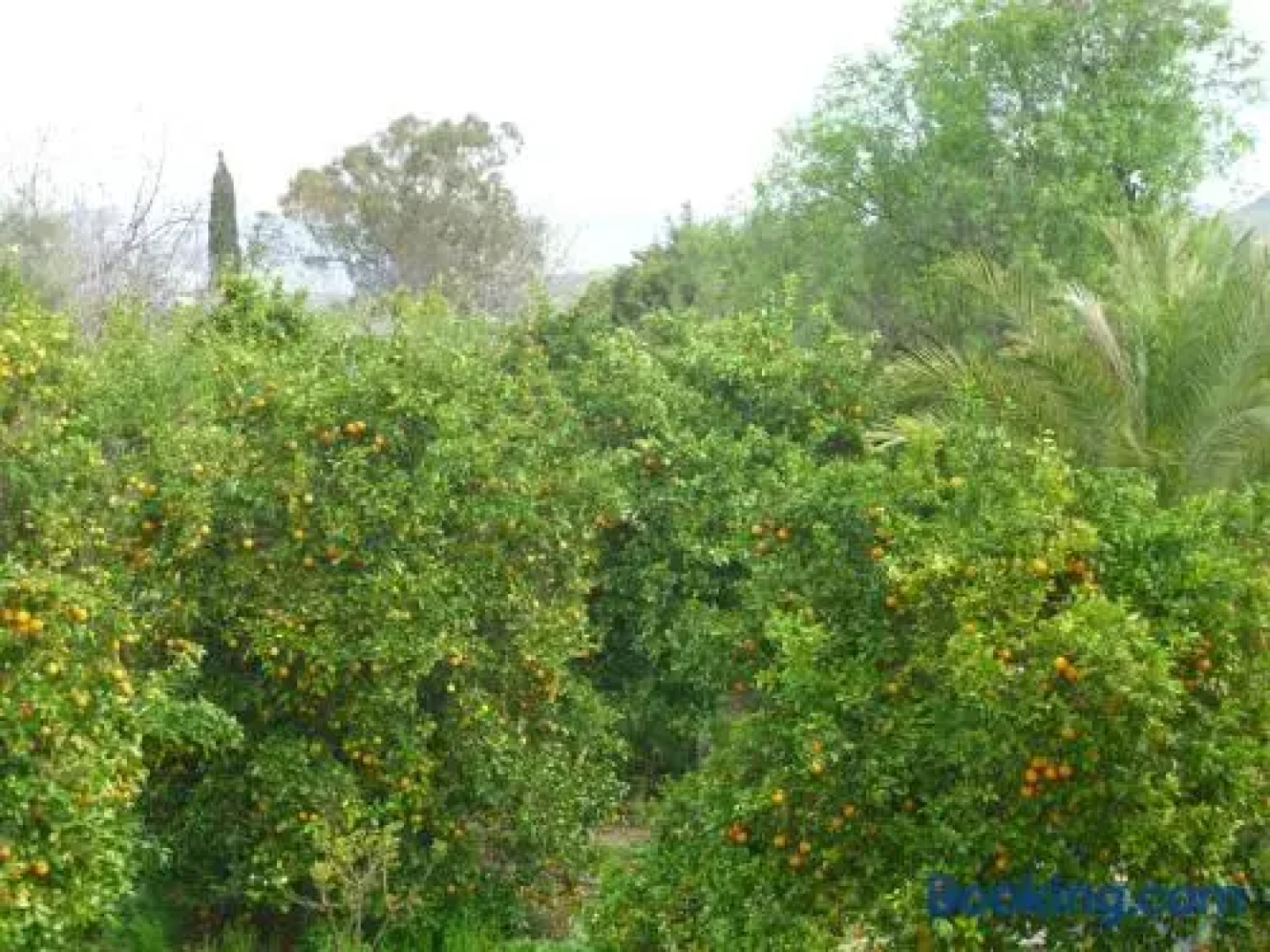 Valencia Grove Villa