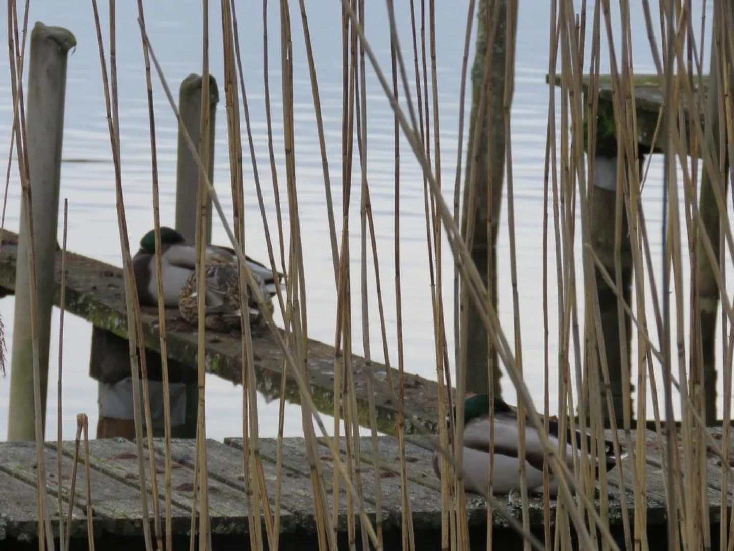Gast-& Logierhaus Am Rheinsberger See