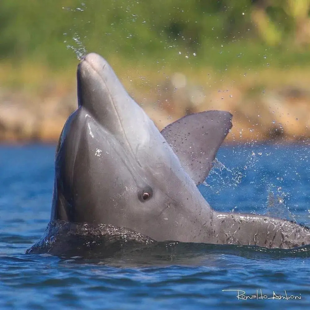 Resid. Clube Mar Grosso-Laguna - LAG605