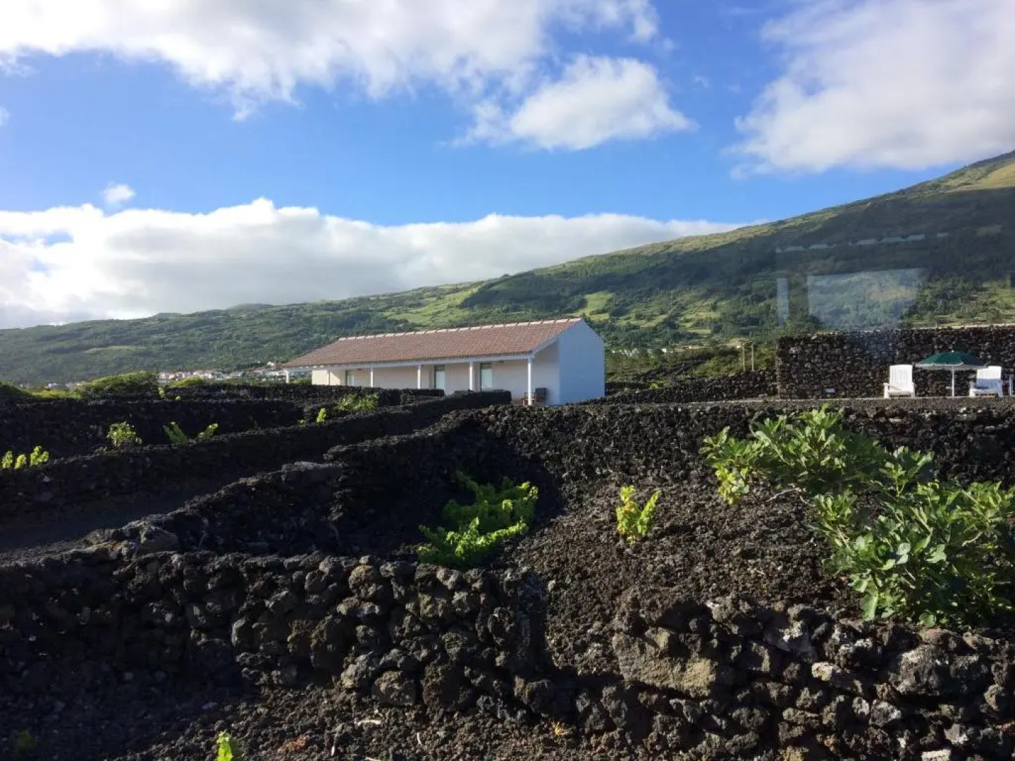 Insula Vinus Apartments