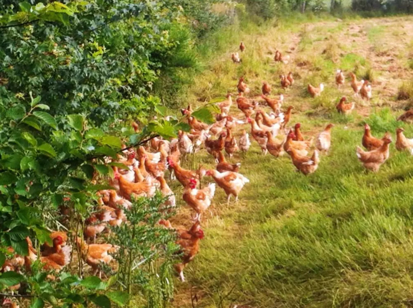 House With one Bedroom in Bain-de-bretagne, With Furnished Garden and