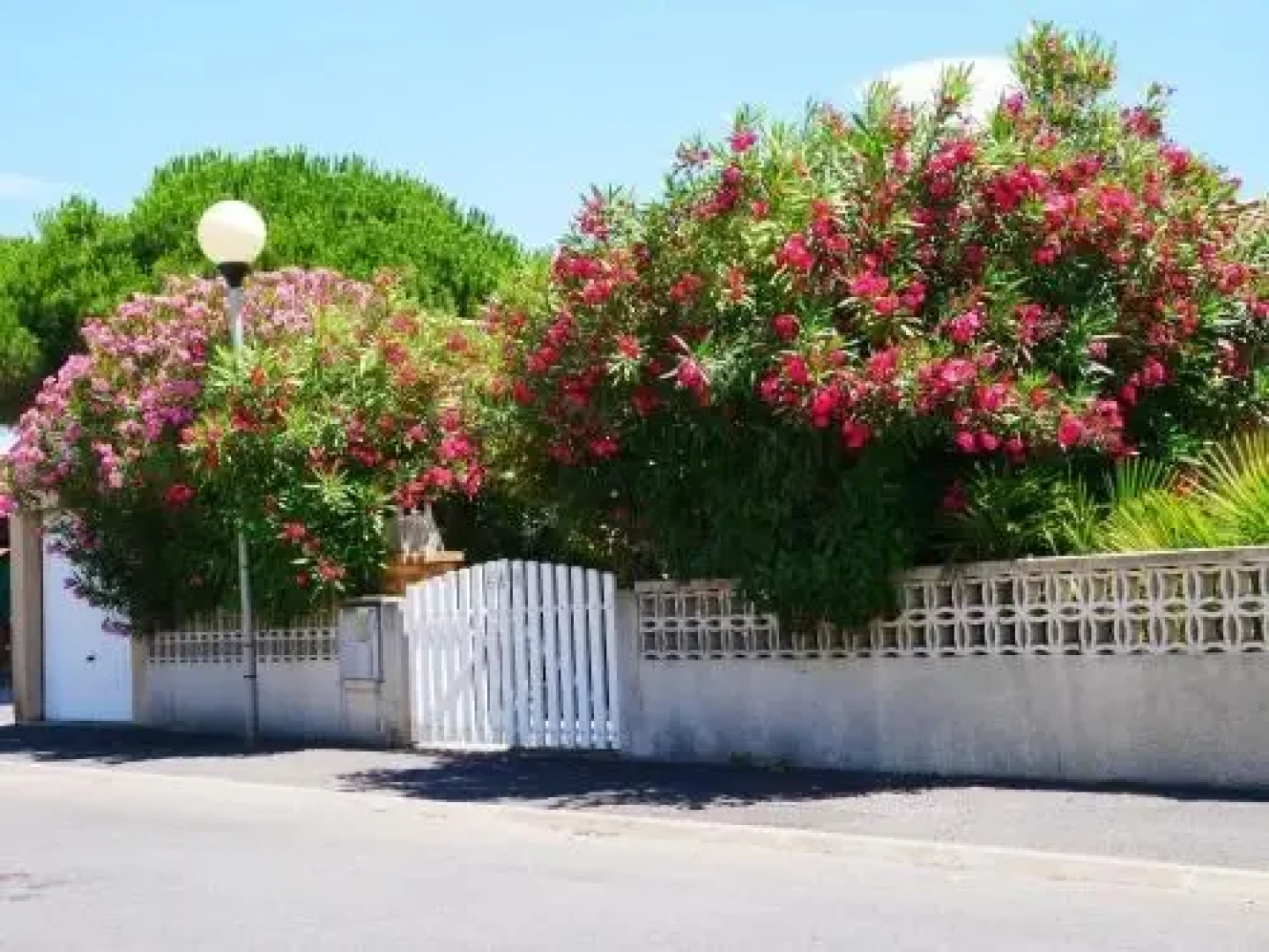 Lauriers Rouges 292
