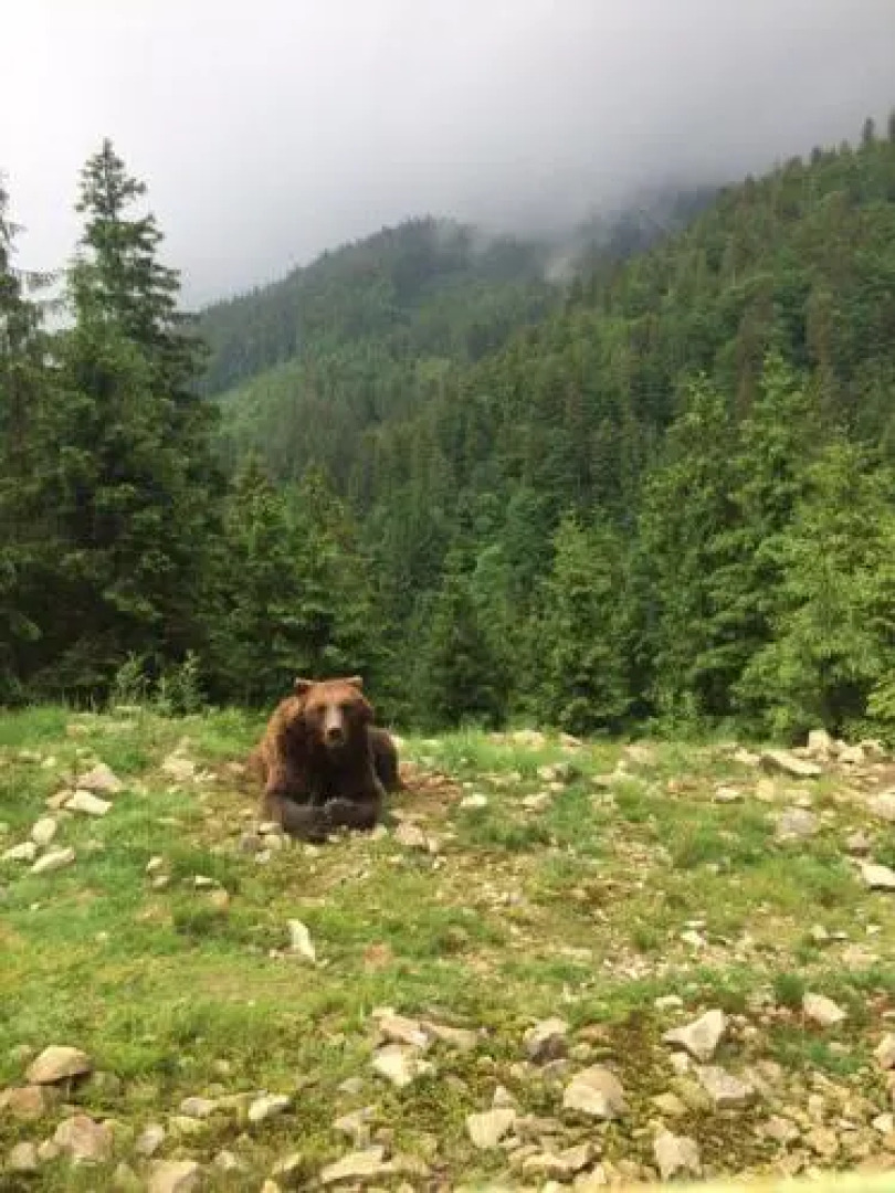 Synevyrskyj Chardash