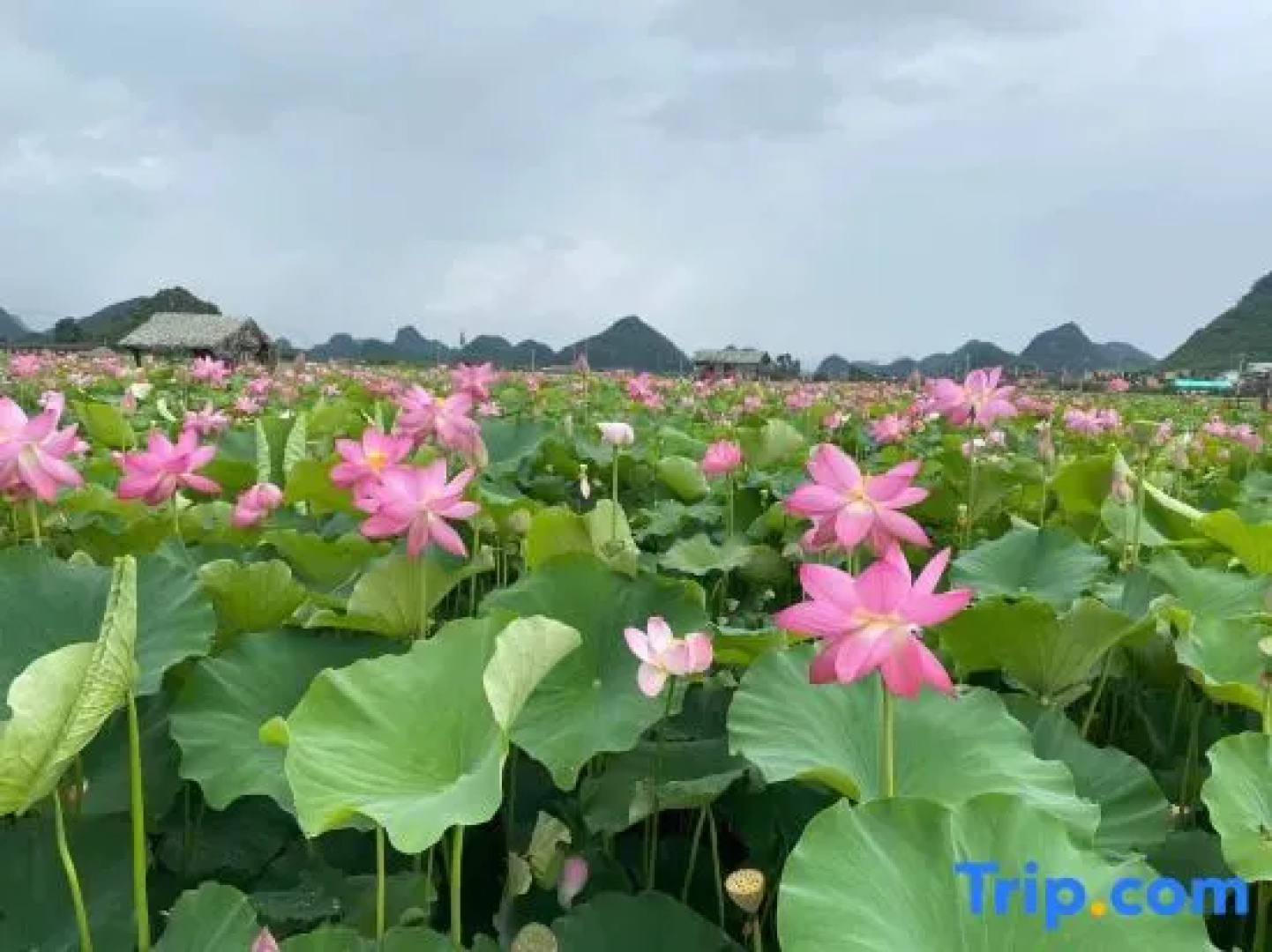 Puzhehei Yidu Homestay (Hehua Daguan Garden)