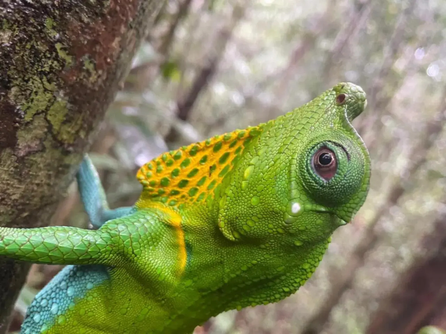 Deniyaya Guest House