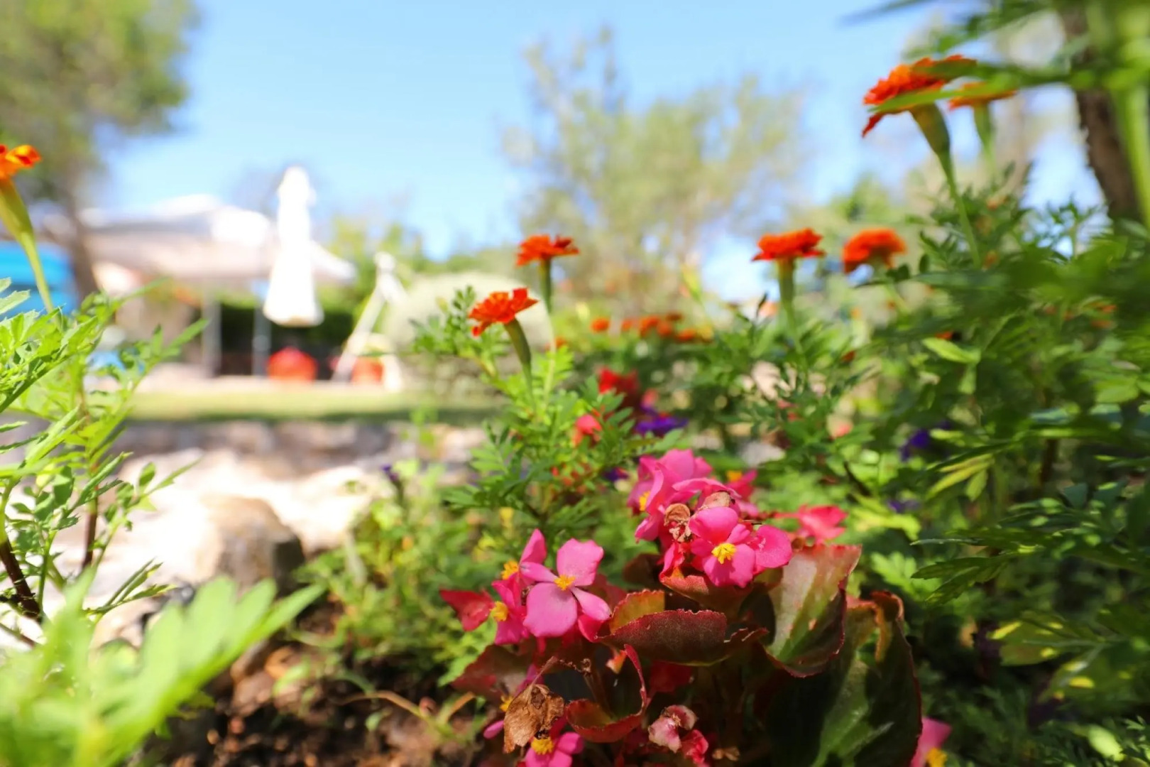 Suzana - Green Oasis - A2