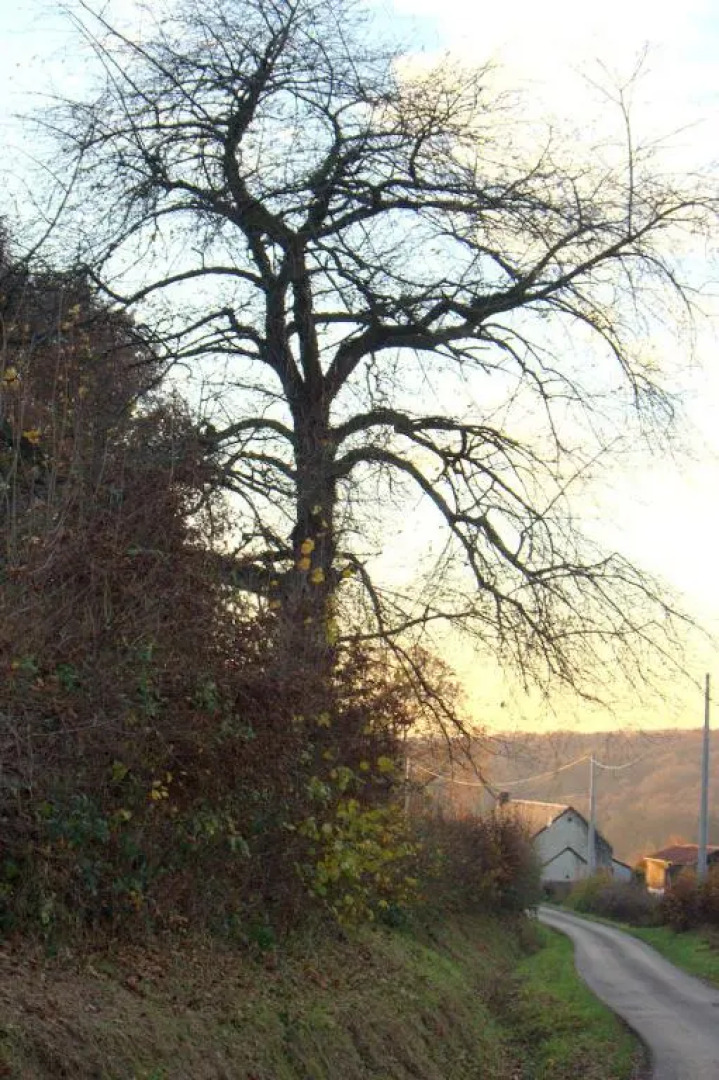 Gite Avesnois - 4910 -