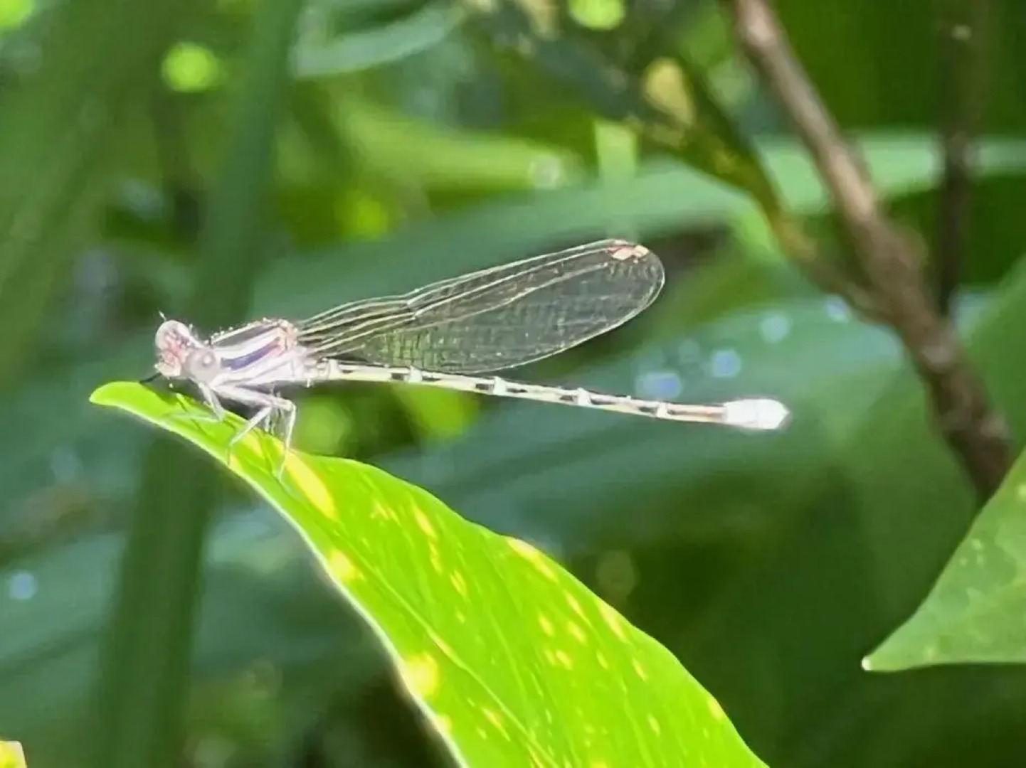 Palapa Hut Hostel & Camping