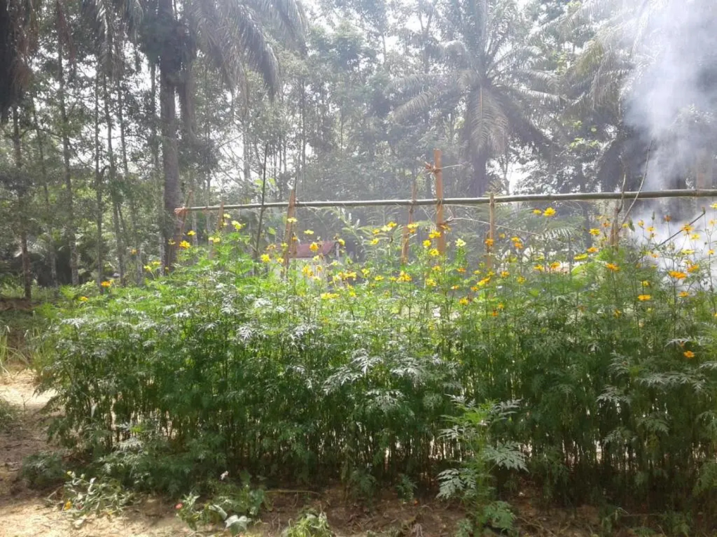 Suan Bang Bon, B&B - INN