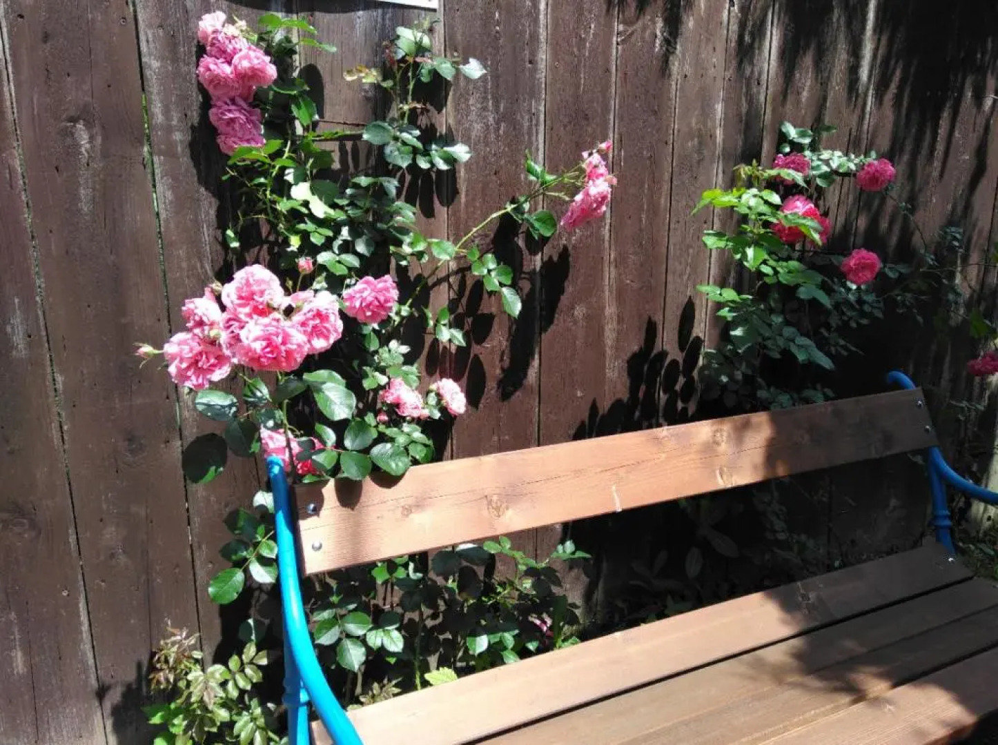 Švihák lázeňský