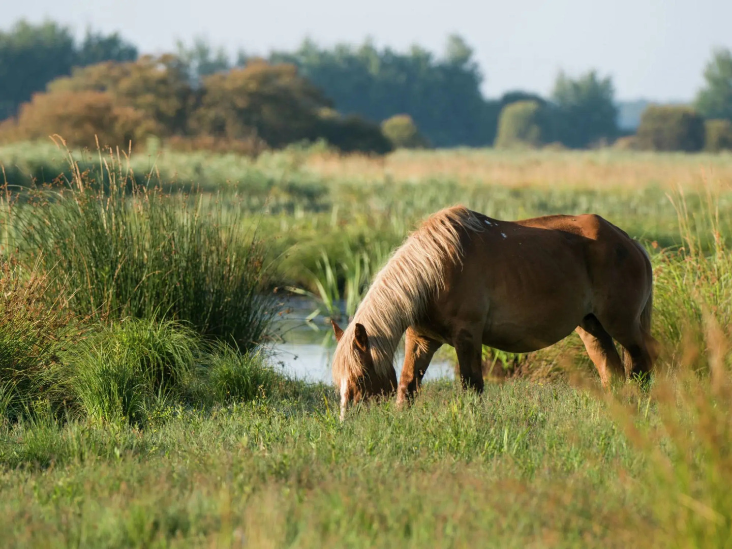 Serene Holiday Home in Pénestin, 300m from the beach